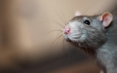 Could Mice in My Home Be Making Me Sick?