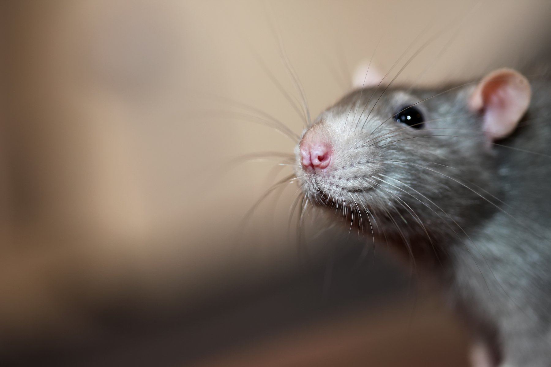 Could Mice in My Home Be Making Me Sick? Mice Mob Exterminators