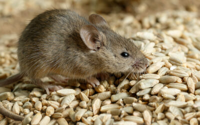 Foods That Attract Mice to Your Home