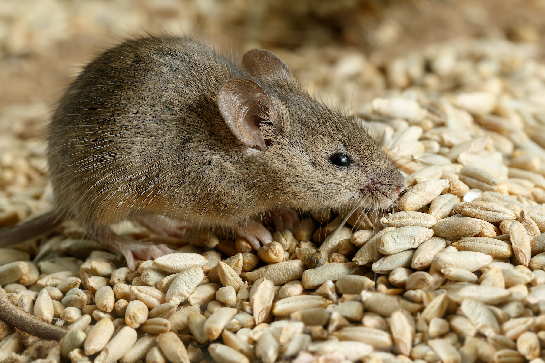 Семя мыши. Мышка полевка. Мышь в амбаре. Мышь и зерно. Мыши вредители.