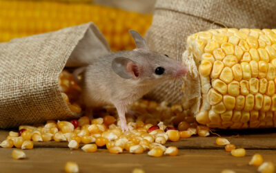 Negative Effects of Rodents in the Home