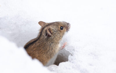 Why Pest Control Measures are Important in Winter