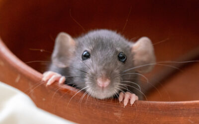 5 Methods to Keep Mice Out of Your Home