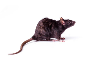 Are You Dealing with Mice or Rats?