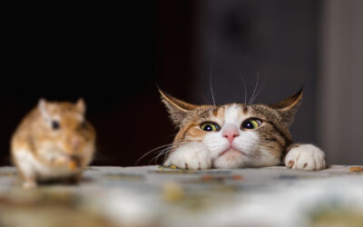 Do Cats Really Help with Mice Control?