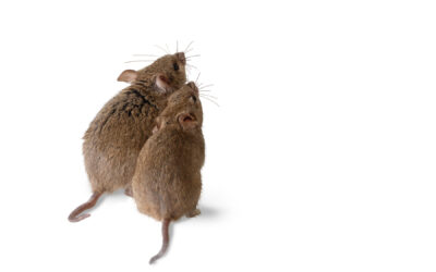 How Mice Communicate and Why It Matters