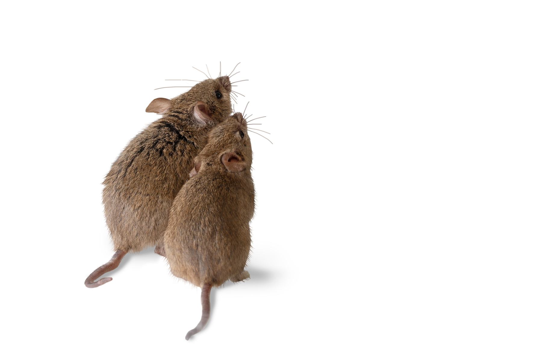 How Mice Communicate and Why It Matters Mice Mob Exterminators