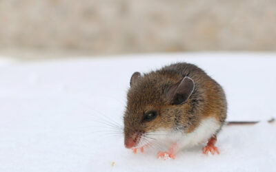 How to Avoid Winter Mice Invasions