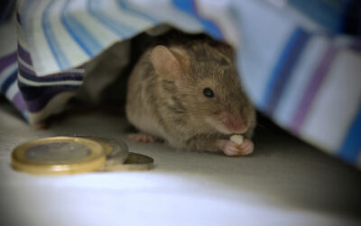 Keeping Mice Out of the Bedroom