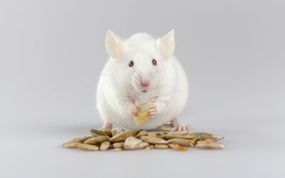 What Type of Things Do Mice Like to Eat?