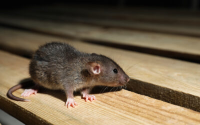 5 Things to Throw Away After a Mice Infestation