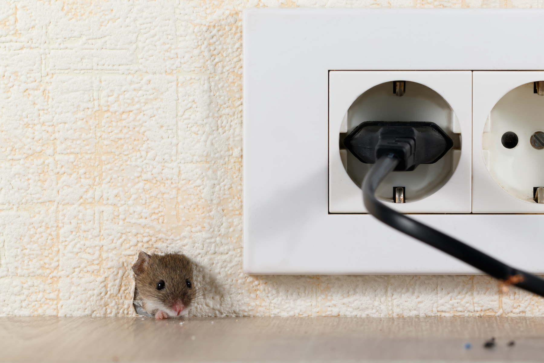 Signs There Are Mice in Your Walls - Mice Mob Exterminators