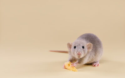 Natural Remedies to Deter Mice and Rats