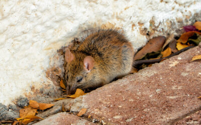 Where You Should Check for Mice Invasions