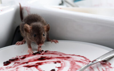 Why Do Mice Like My Home?