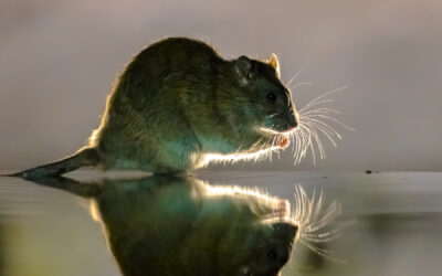 3 Reasons You Shouldn’t Handle a Mouse Problem Yourself