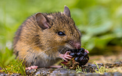 4 Surprising Things That Attract Mice