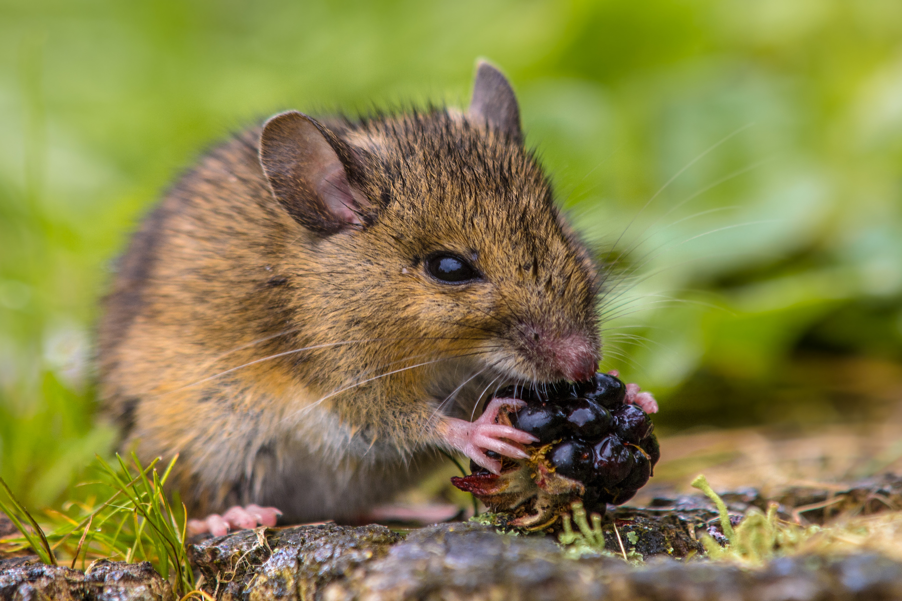 4 Surprising Things That Attract Mice Mice Mob Exterminators