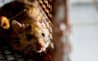 Can Mice Return After Extermination?