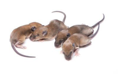 What Should I Do with Baby Mice?