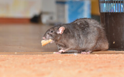Why Do Mice Keep Coming Back?