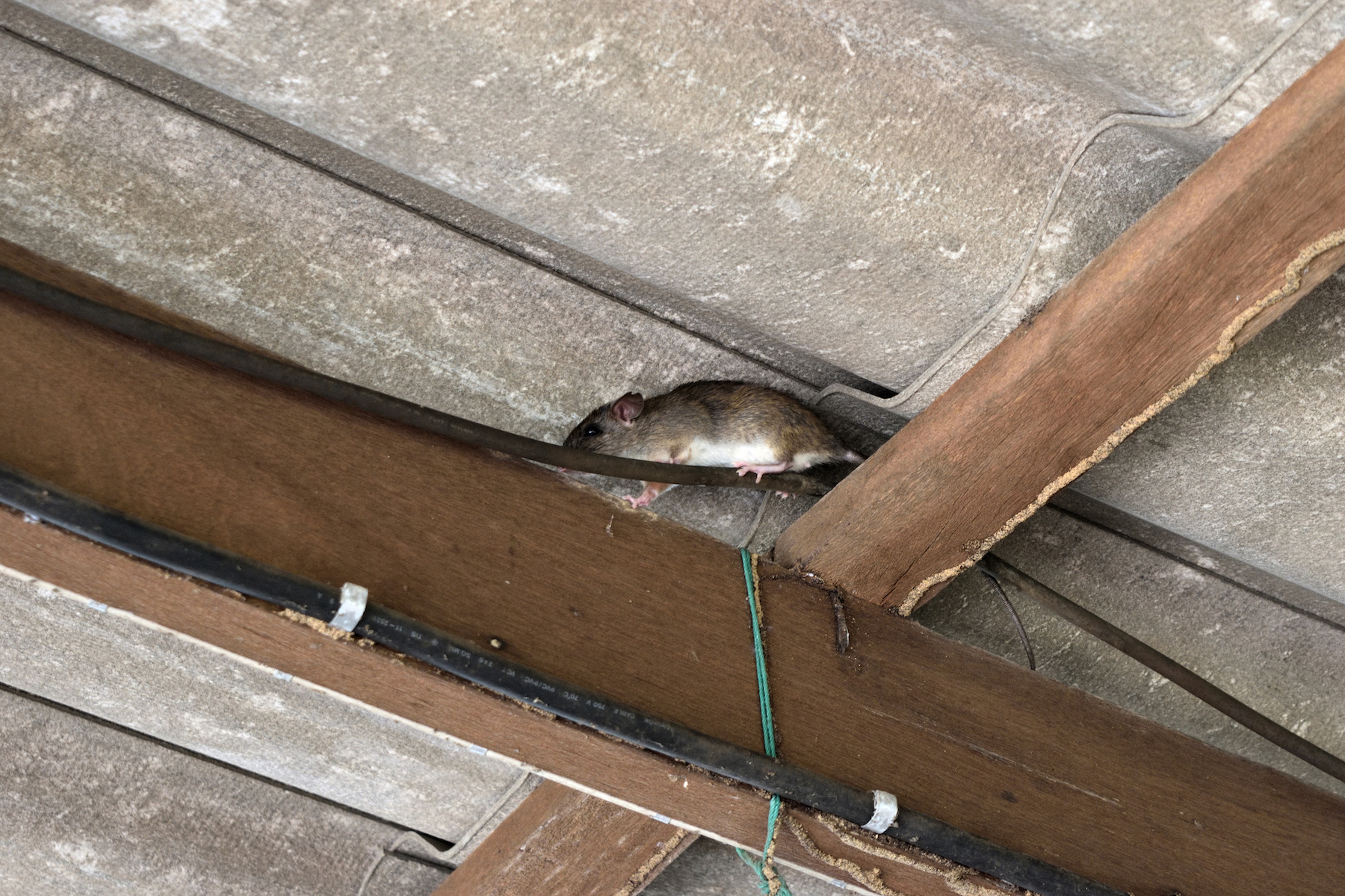 Why Those Mice In Your Attic Aren t Cute Mice Mob Exterminators