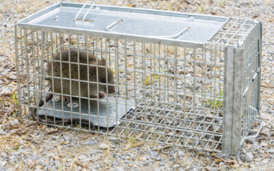 5 Questions to Ask Your Mouse Exterminator