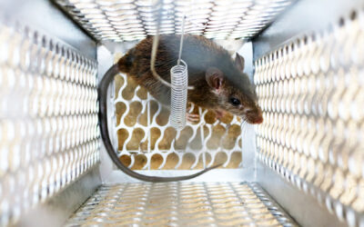 Why Do I Need an Expert in Mouse Removal?