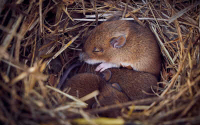 10 Tips to Keep Mice from Returning After an Extermination