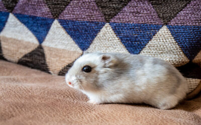 Can I Save My Furniture After a Mouse Invasion?