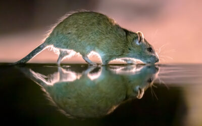Mice vs. Rats: How to Tell the Difference