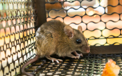 Mouse Specialist or General Pest Control: Which Is Right for You?