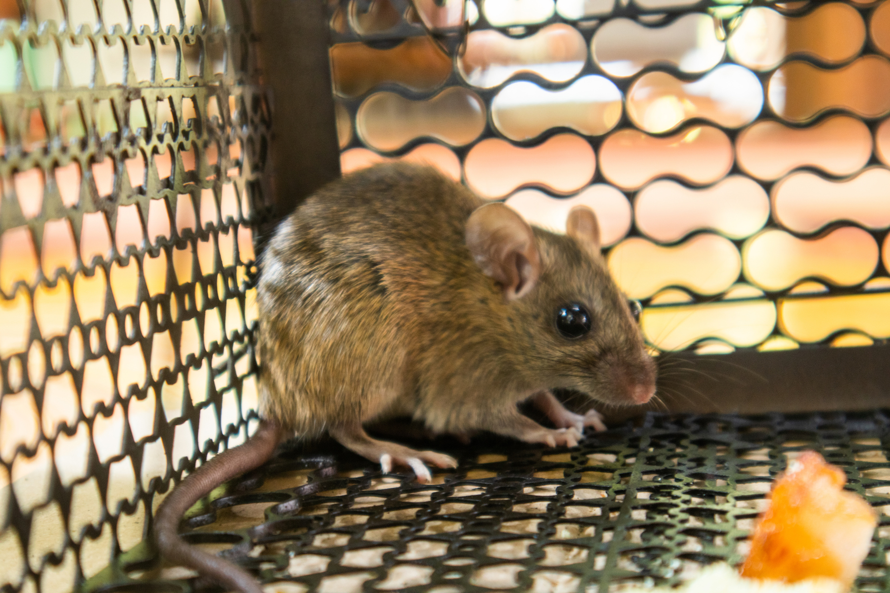 Mouse Specialist or General Pest Control Which Is Right for You? Mice Mob Exterminators