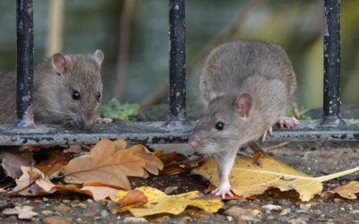6 Diseases Mice Carry and Why You Need Them Removed from Your Home