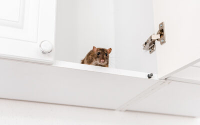 The 8 Most Likely Ways Mice Enter Your Home