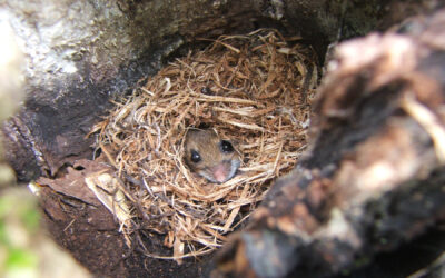Where Do Mice Nest in My Home?
