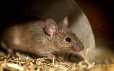 Step-By-Step Mice Removal Guide