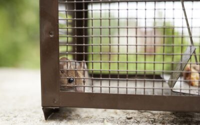 How Do Exterminators Get Rid of Mice?