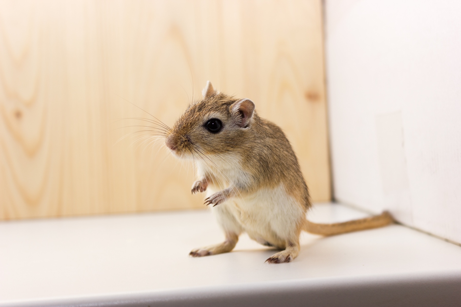 Pantry Protection Tips to Keep Mice Away this Winter - Mice Mob  Exterminators