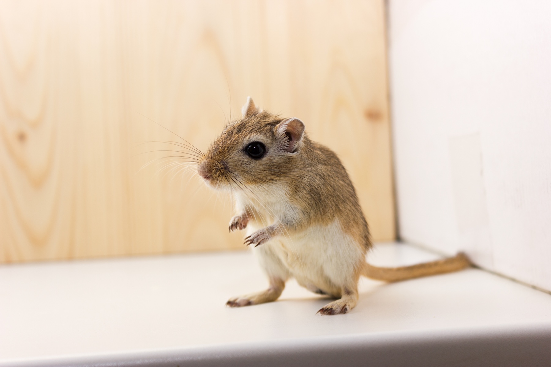 Pantry Protection Tips to Keep Mice Away this Winter Mice Mob Exterminators