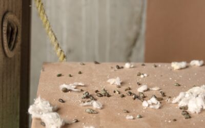 Common Signs of a Mouse Infestation