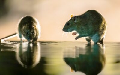 The Importance of Immediate Action When Handling a Mice Infestation