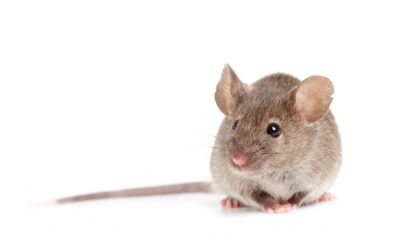The Lifecycle of a Mouse Infestation: How to Eliminate the Issue for Good