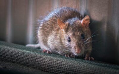 Understanding the Behavior and Habits of House Mice