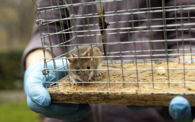 Why You Should Hire a Professional Mouse Exterminator