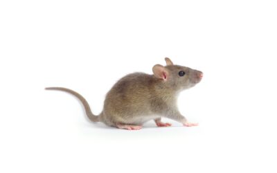 The Most Common Rodents to Invade Your Home and What to Do About Them