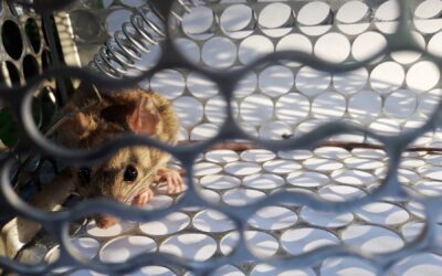 Nonlethal Mouse Removal Options