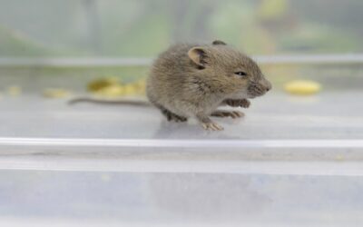 Recurring Mouse Infestations: How to Change Your Lifestyle