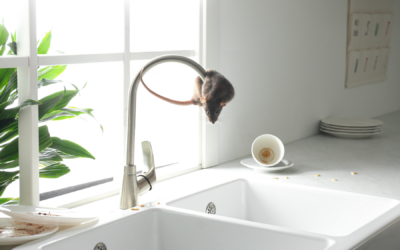 The Importance of Preventative Mouse Control