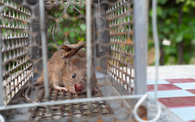 What Kind of Traps Are Used for Mice?
